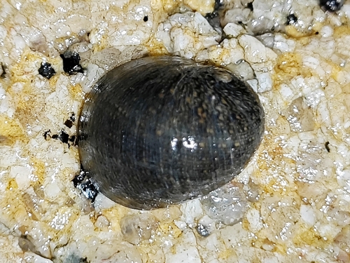 Nerita ocellata observed 2024-03-22