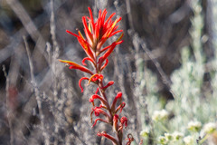 Castilleja subinclusa