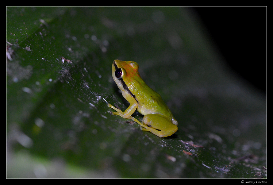 Limoncocha Rainfrog (Pristimantis limoncochensis)