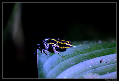 Ranitomeya variabilis