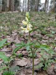 Corydalis cava marschalliana