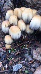 Fungi