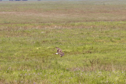 iNaturalist observation photo of Northern Harrier