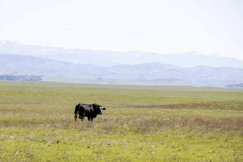 iNaturalist observation photo of Domestic Cattle