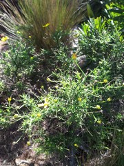 Osteospermum spinosum