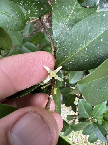 Acronychia laevis (Acronychia laevis)