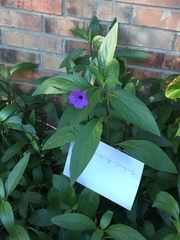 Ruellia simplex