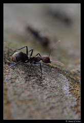 Dolichoderus quadridenticulatus