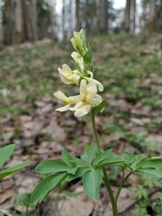 Corydalis cava marschalliana