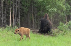 Bison bison athabascae