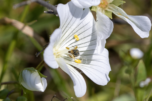 iNaturalist observation photo of Lasioglossum