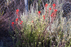 Castilleja subinclusa