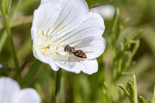 iNaturalist observation photo of Margined Calligrapher
