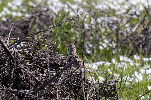 iNaturalist observation photo of Savannah Sparrow