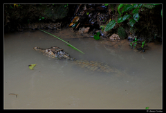 Paleosuchus trigonatus