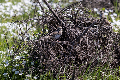 iNaturalist observation photo of Savannah Sparrow