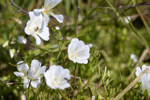 iNaturalist observation photo of white meadowfoam