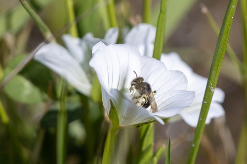 iNaturalist observation photo of Mining Bees