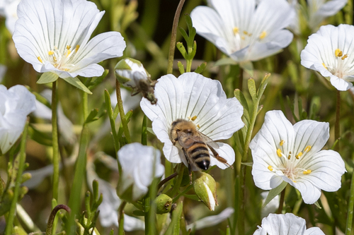 iNaturalist observation photo of Western Honey Bee