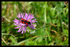 Zygaena filipendulae