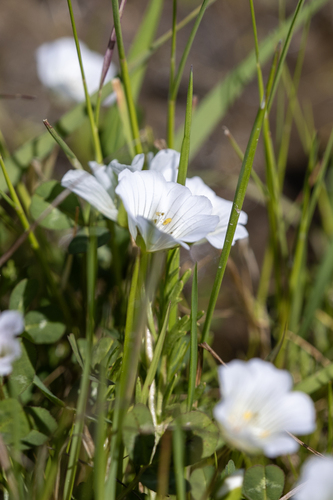 iNaturalist observation photo of white meadowfoam