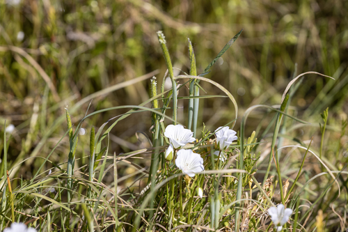 iNaturalist observation photo of Foxtail grasses