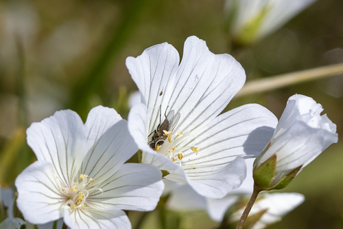 iNaturalist observation photo of Muscoid Flies