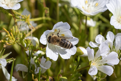 iNaturalist observation photo of Western Honey Bee