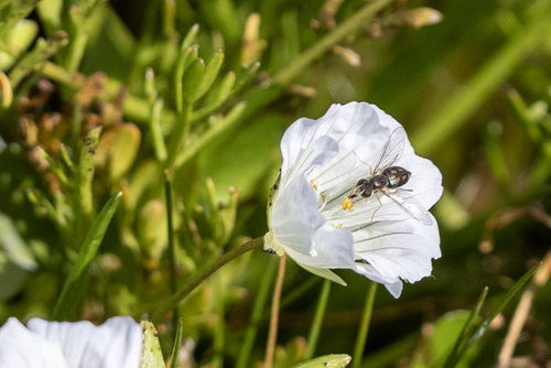 iNaturalist observation photo of Margined Calligrapher