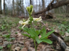 Corydalis cava marschalliana