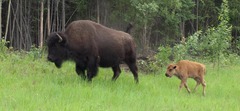Bison bison athabascae