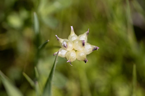 iNaturalist observation photo of cowbag clover