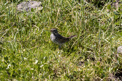 iNaturalist observation photo of Savannah Sparrow