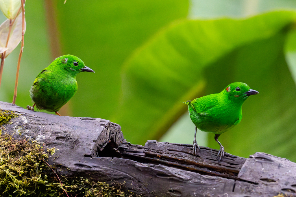 Chlorochrysa Tanagers