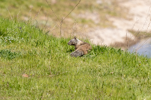 iNaturalist observation photo of California Ground Squirrel