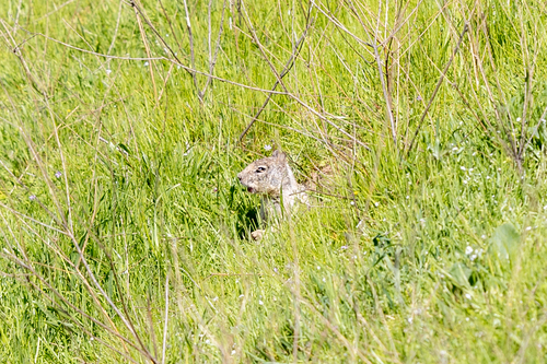 iNaturalist observation photo of California Ground Squirrel