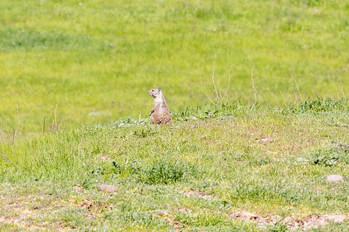 iNaturalist observation photo of California Ground Squirrel