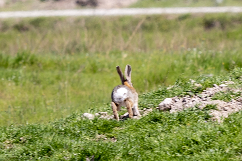 iNaturalist observation photo of Desert Cottontail