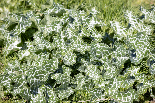 iNaturalist observation photo of milk thistle