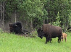 Bison bison athabascae