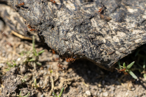 iNaturalist observation photo of Southern Fire Ant