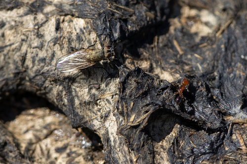 iNaturalist observation photo of Muscoid Flies