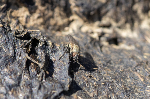 iNaturalist observation photo of Muscoid Flies