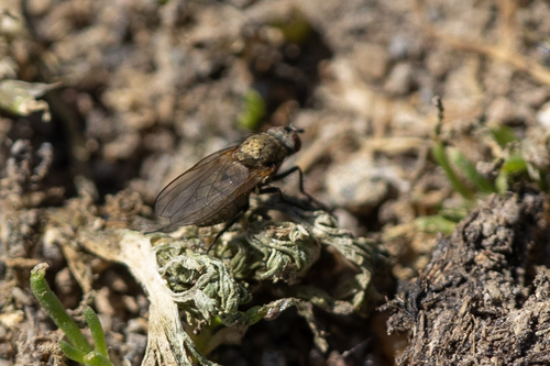 iNaturalist observation photo of Muscoid Flies