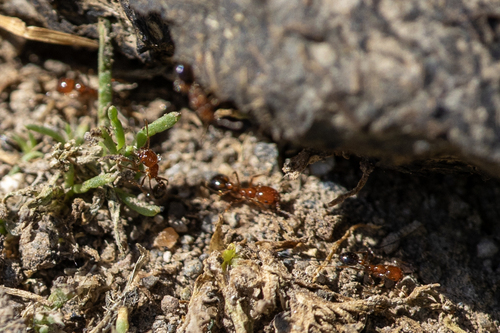iNaturalist observation photo of Southern Fire Ant