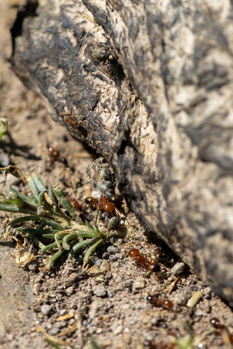 iNaturalist observation photo of Southern Fire Ant