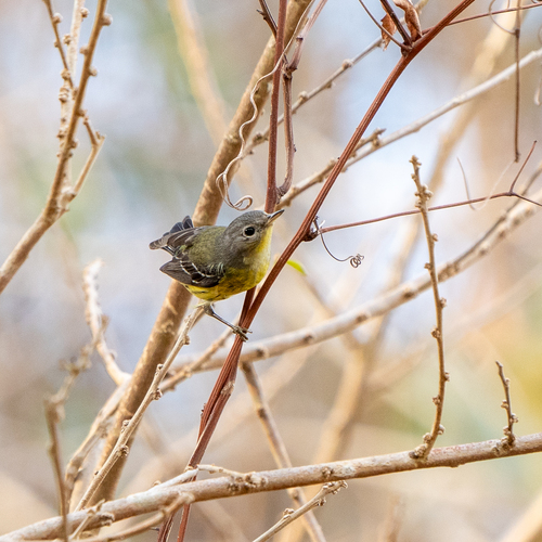 Setophaga magnolia image