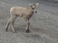 Ovis dalli stonei