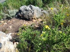 Osteospermum spinosum