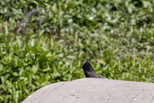 iNaturalist observation photo of Black Phoebe